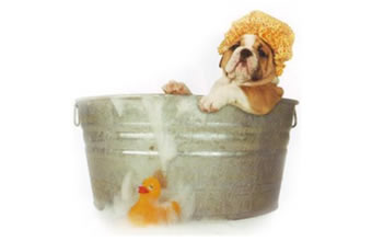 Fifi Dog Banho e Tosa - Foto 1