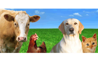 Pacheco Agropecuária - Foto 1