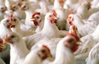 Abatedouro Avícola Carraro - Foto 1