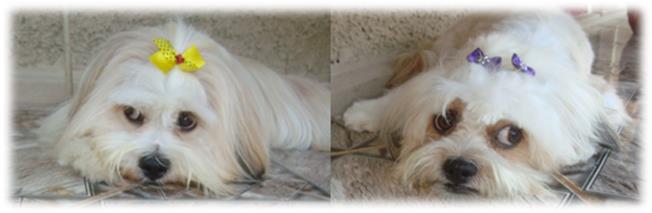 CANIL DIAS BARBOSA - Foto 1