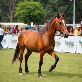 Exposição Regional Mangalarga de Mococa